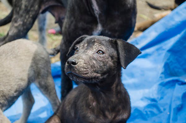 como tratar escabiose canina