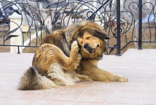 sintomas de escabiose canina