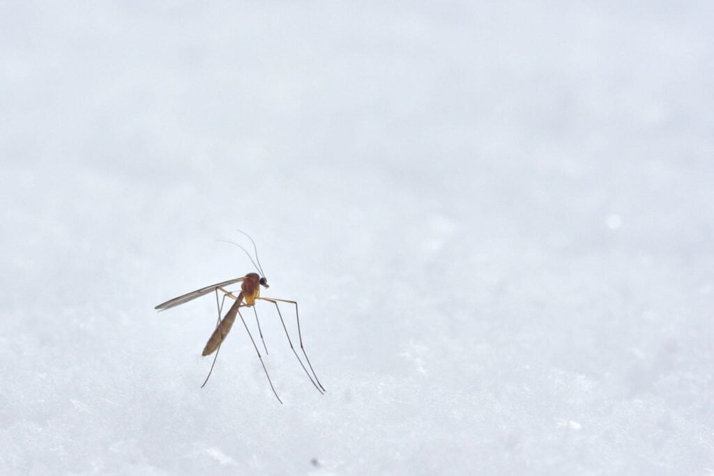 dedetização de mosquitos