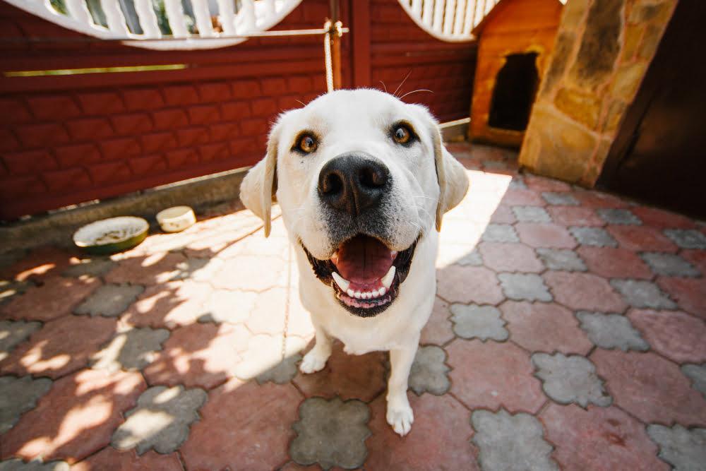 Como evitar doenças urinárias em cães e gatos