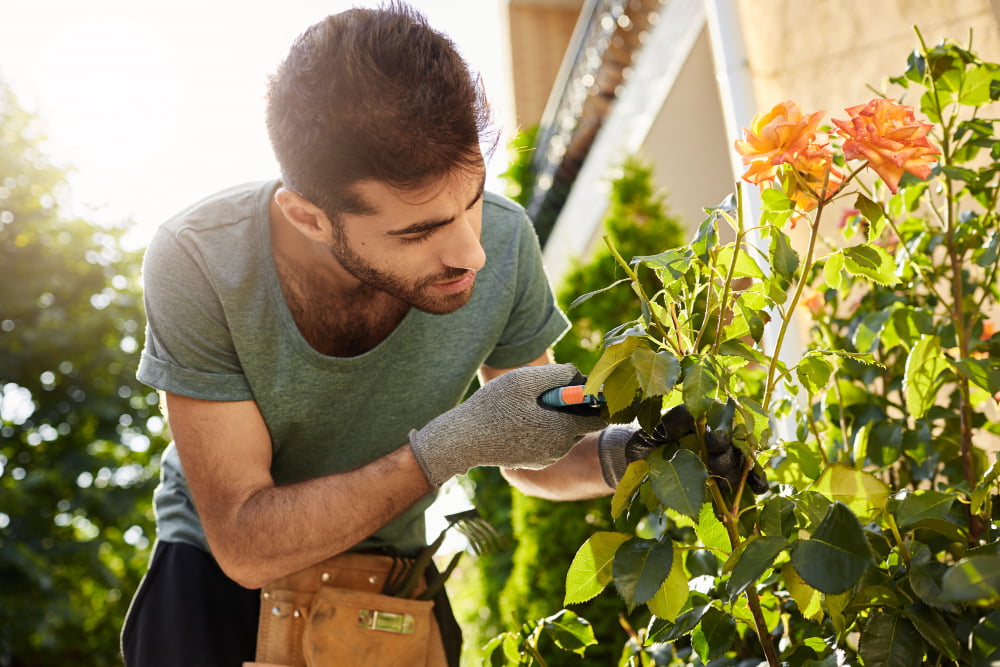 close up beautiful bearded florist blue t shirt with garden tools cutting dead flowers spending summer morning countryside house