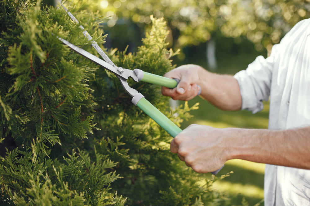 7 Cuidados para Incluir na Rotina de Jardinagem